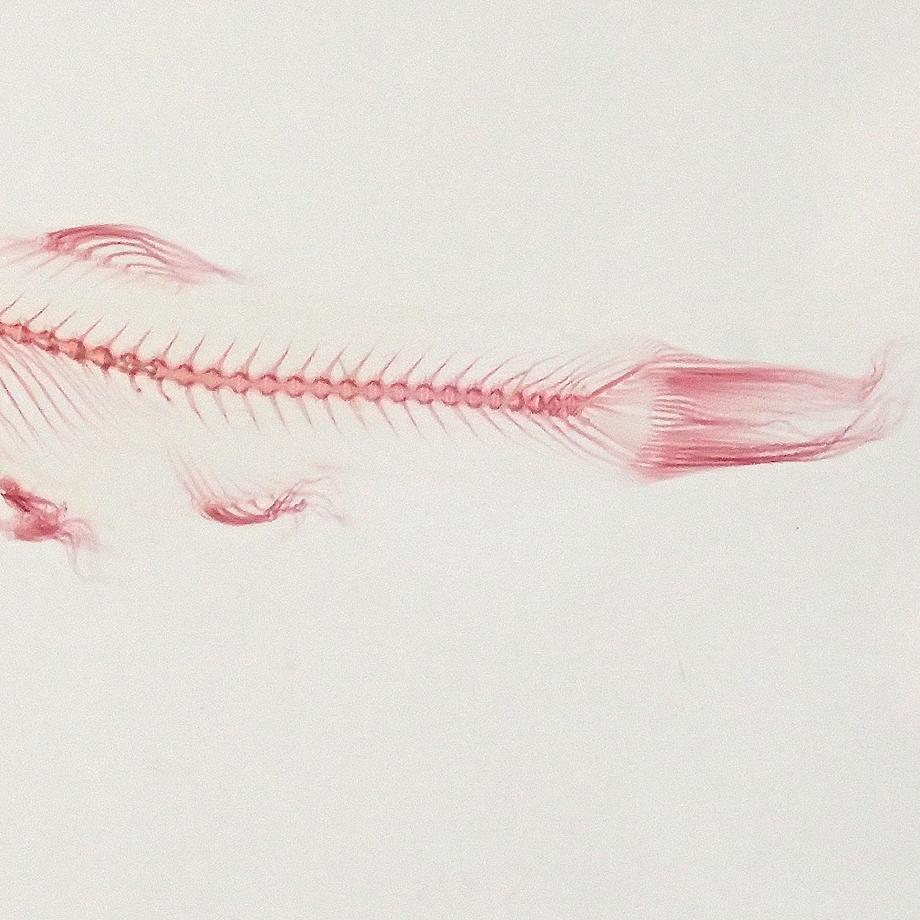 魚類単色染色樹脂封入標本 L (木製標本箱入り) | 14枚目