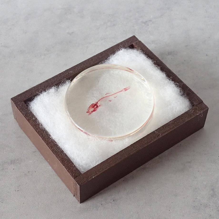 魚類単色染色樹脂封入標本 L (木製標本箱入り) | 15枚目