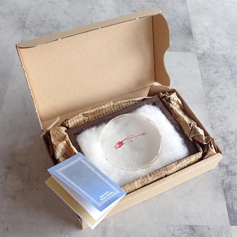 魚類単色染色樹脂封入標本 L (木製標本箱入り) | 16枚目