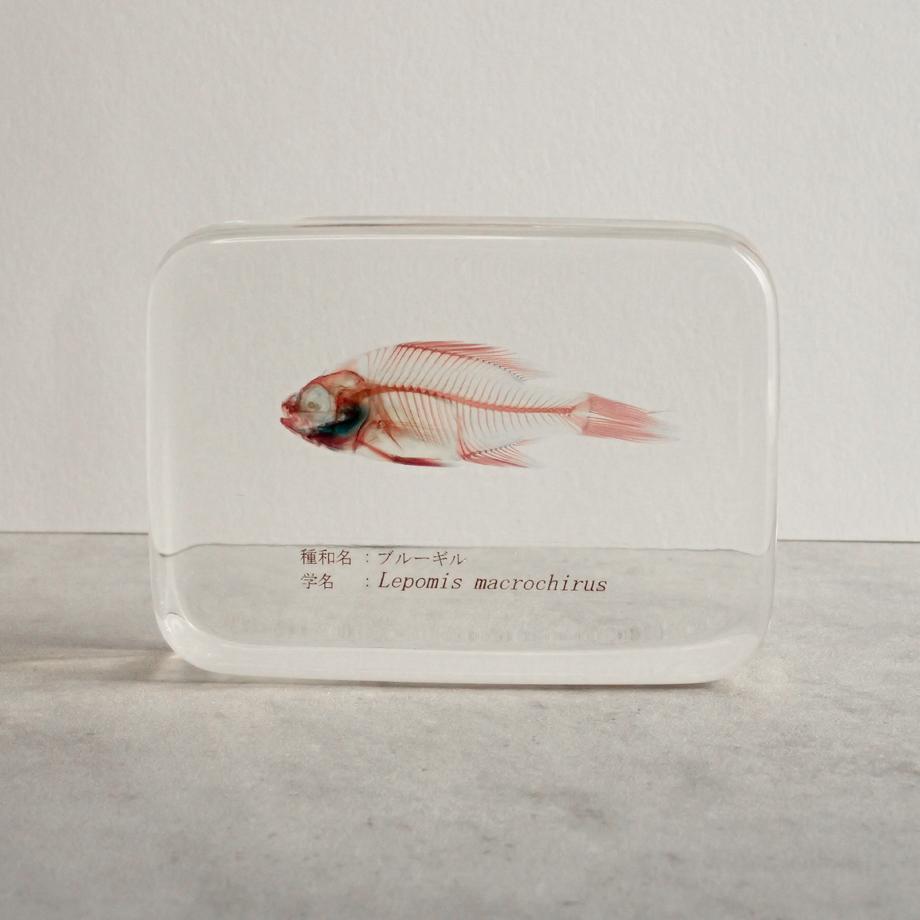 ブルーギル二重染色樹脂封入標本 L (木製標本箱入り) | 5枚目