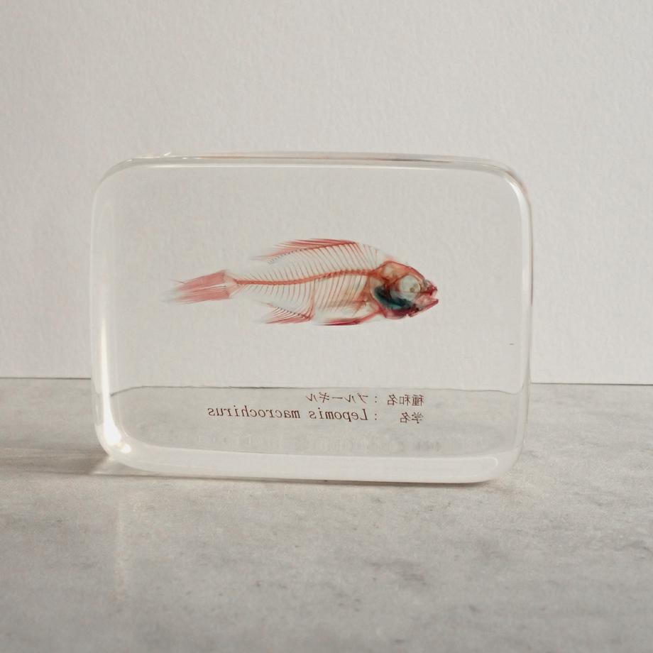 ブルーギル二重染色樹脂封入標本 L (木製標本箱入り) | 6枚目