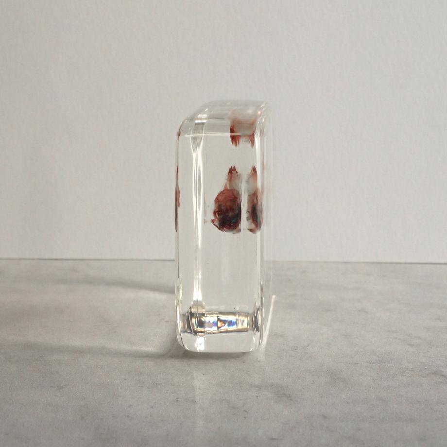 ブルーギル二重染色樹脂封入標本 L (木製標本箱入り) | 7枚目