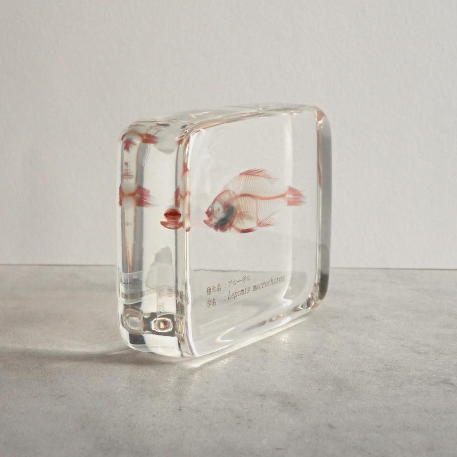 ブルーギル二重染色樹脂封入標本 L (木製標本箱入り) | 8枚目