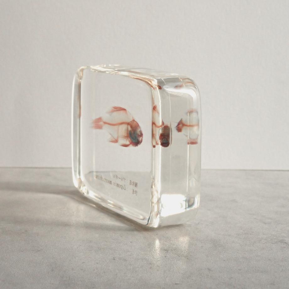 ブルーギル二重染色樹脂封入標本 L (木製標本箱入り) | 9枚目