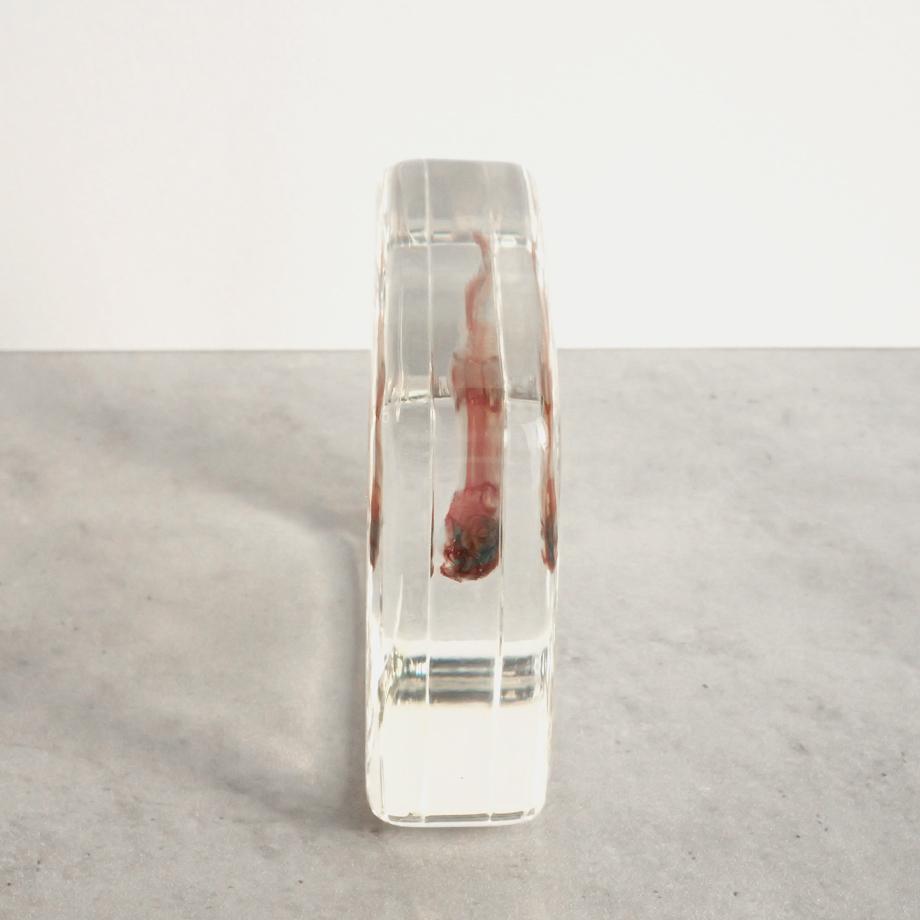 ブルーギル二重染色樹脂封入標本 L (木製標本箱入り) | 10枚目