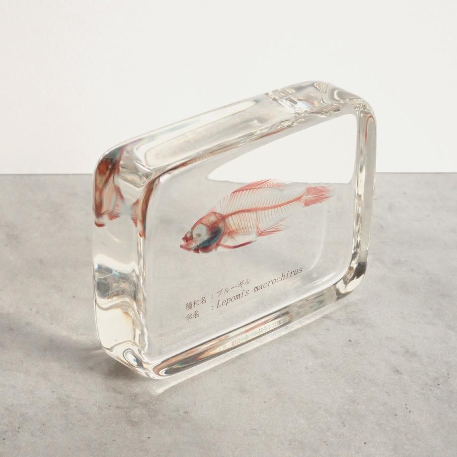 ブルーギル二重染色樹脂封入標本 L (木製標本箱入り) | 11枚目