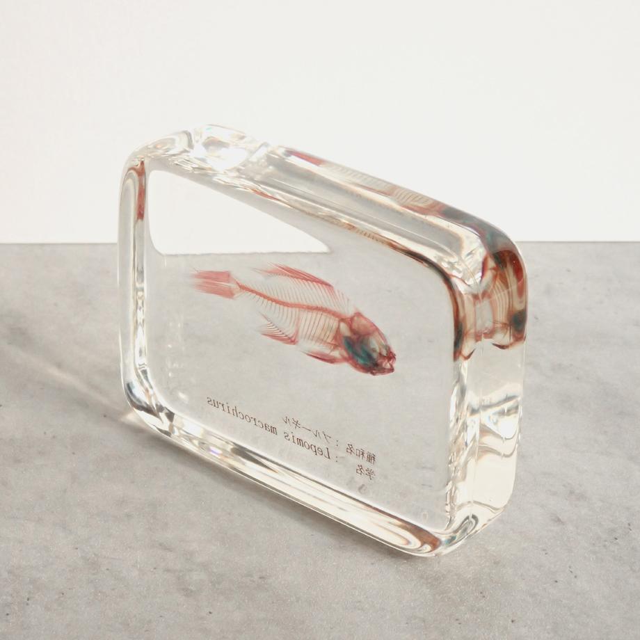 ブルーギル二重染色樹脂封入標本 L (木製標本箱入り) | 12枚目