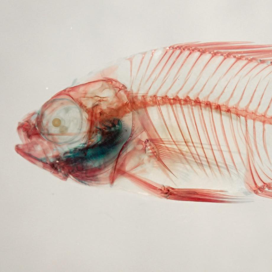 ブルーギル二重染色樹脂封入標本 L (木製標本箱入り) | 13枚目