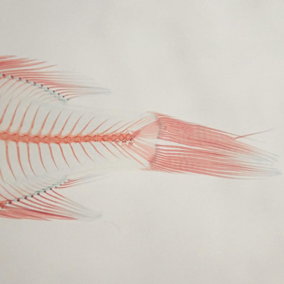 ブルーギル二重染色樹脂封入標本 L (木製標本箱入り) | 14枚目