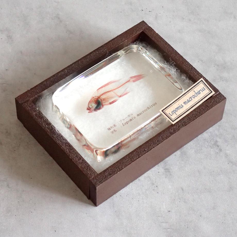 ブルーギル二重染色樹脂封入標本 L (木製標本箱入り) | 15枚目