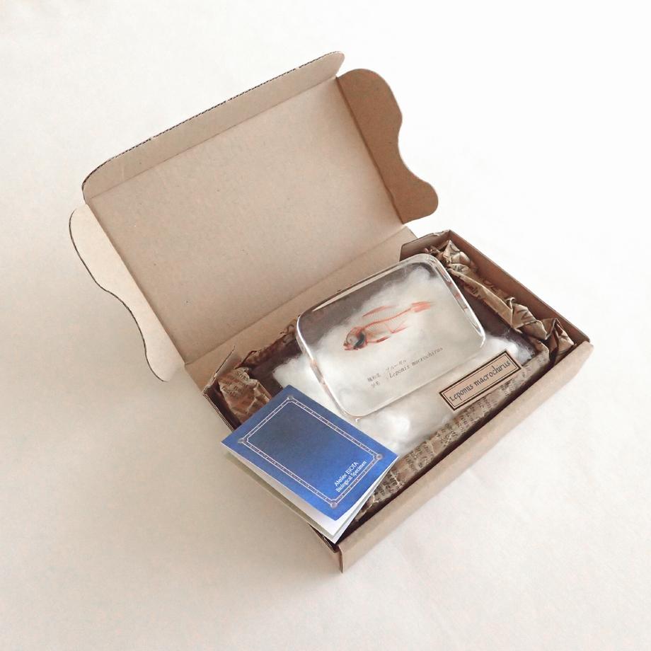 ブルーギル二重染色樹脂封入標本 L (木製標本箱入り) | 16枚目