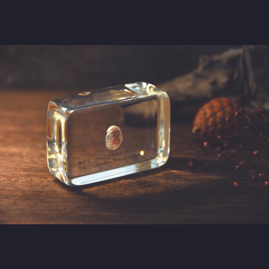 ウスヒザラガイ樹脂封入標本 M (木製標本箱入り) | 18枚目