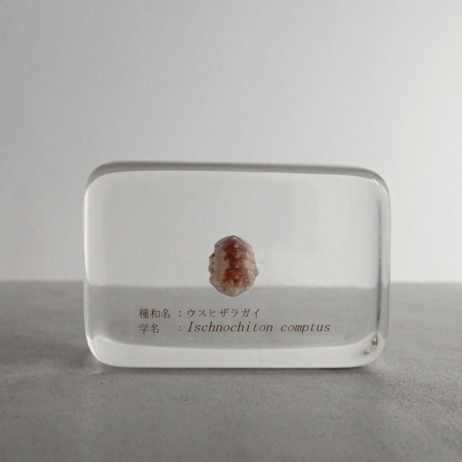 ウスヒザラガイ樹脂封入標本 M (木製標本箱入り)1枚目の画像