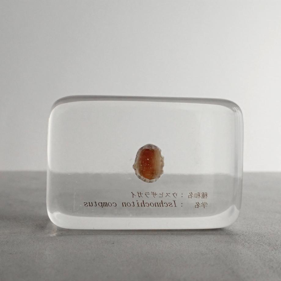 ウスヒザラガイ樹脂封入標本 M (木製標本箱入り) | 6枚目