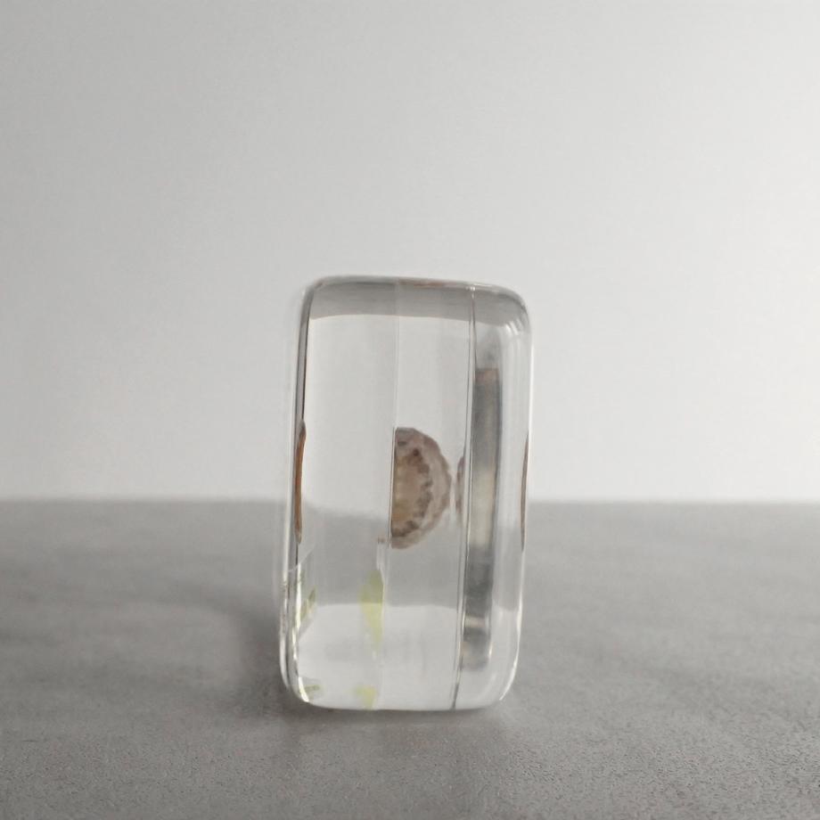 ウスヒザラガイ樹脂封入標本 M (木製標本箱入り) | 7枚目