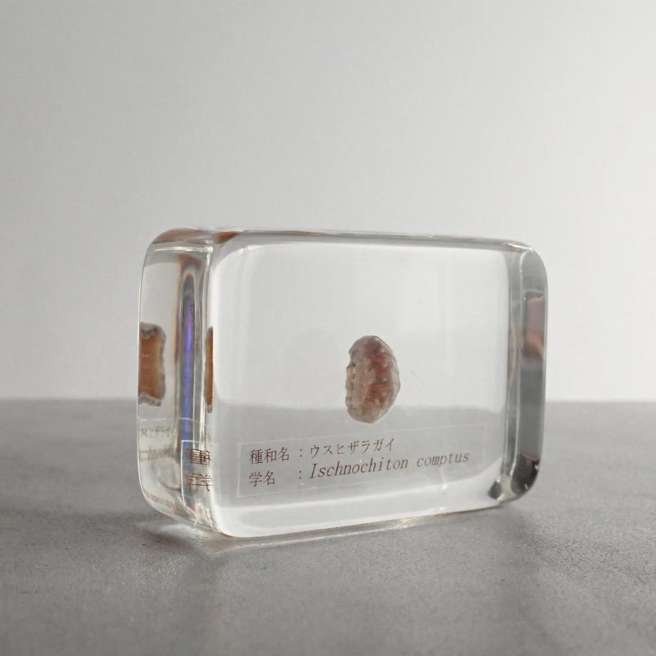 ウスヒザラガイ樹脂封入標本 M (木製標本箱入り) | 8枚目