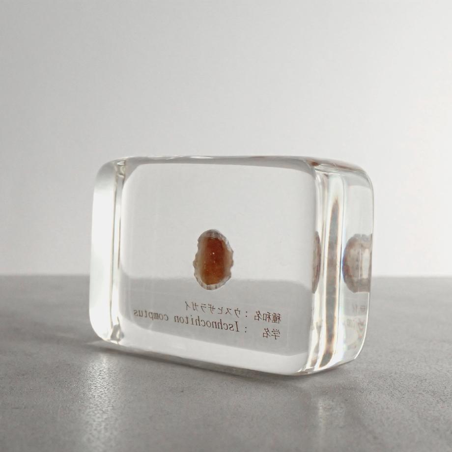 ウスヒザラガイ樹脂封入標本 M (木製標本箱入り) | 9枚目