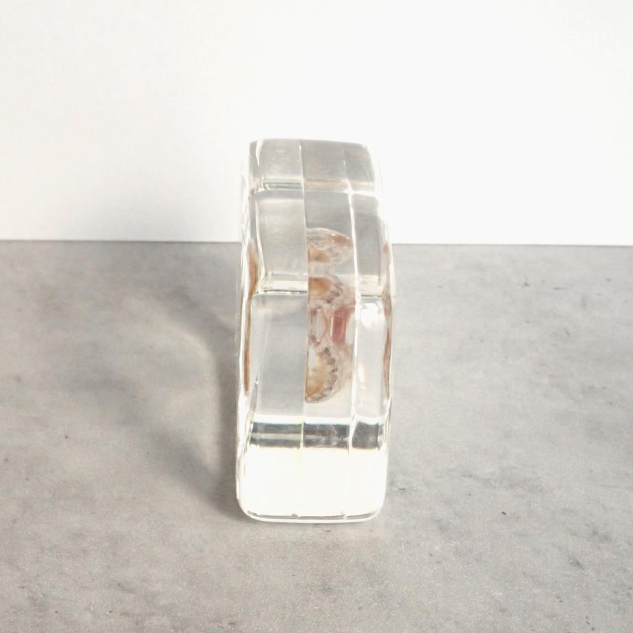 ウスヒザラガイ樹脂封入標本 M (木製標本箱入り) | 10枚目