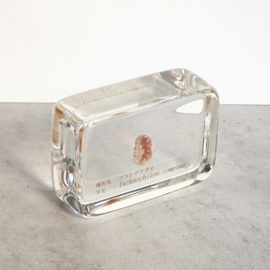 ウスヒザラガイ樹脂封入標本 M (木製標本箱入り) | 11枚目