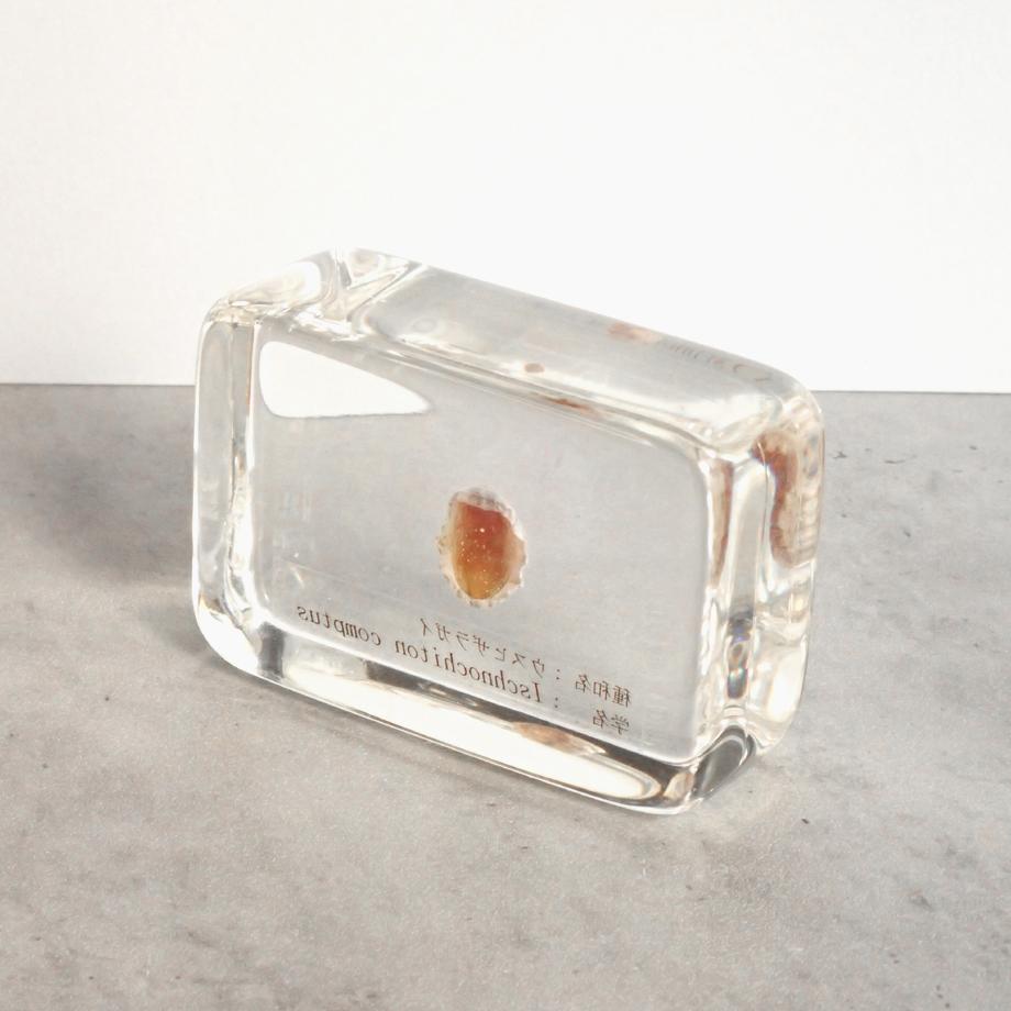 ウスヒザラガイ樹脂封入標本 M (木製標本箱入り) | 12枚目