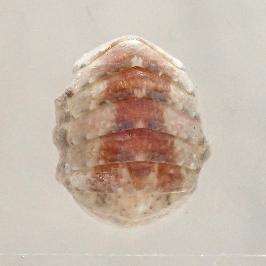 ウスヒザラガイ樹脂封入標本 M (木製標本箱入り) | 13枚目