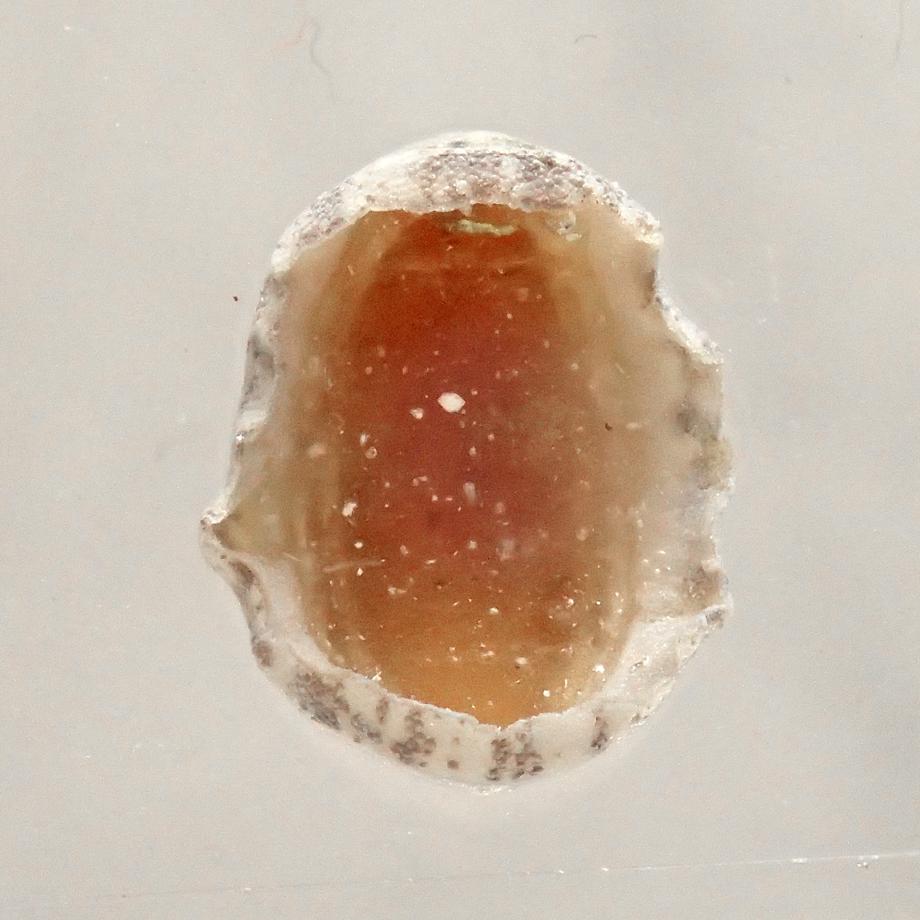 ウスヒザラガイ樹脂封入標本 M (木製標本箱入り) | 14枚目