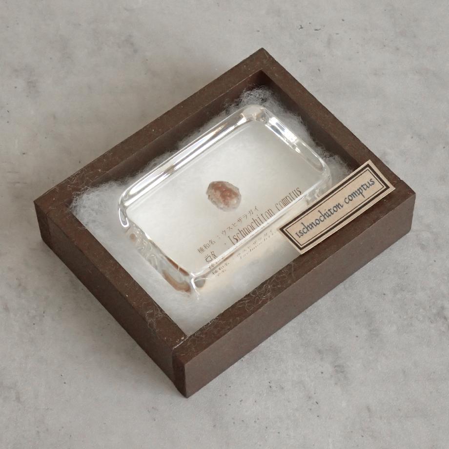 ウスヒザラガイ樹脂封入標本 M (木製標本箱入り) | 15枚目