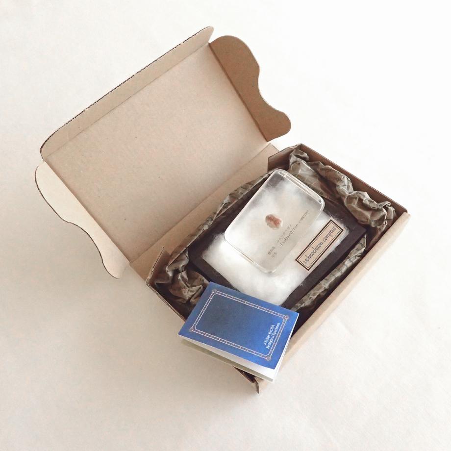 ウスヒザラガイ樹脂封入標本 M (木製標本箱入り) | 16枚目