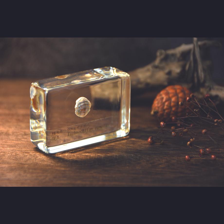 ウスヒザラガイ樹脂封入標本 M (木製標本箱入り) | 14枚目