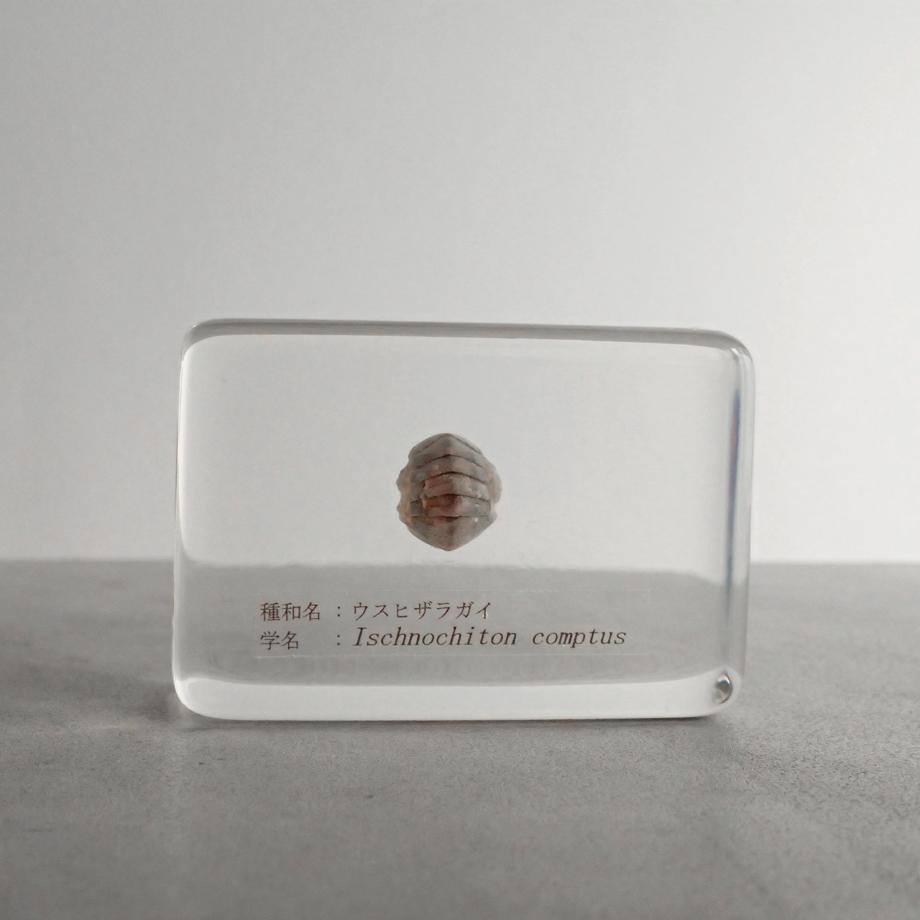 ウスヒザラガイ樹脂封入標本 M (木製標本箱入り)1枚目の画像