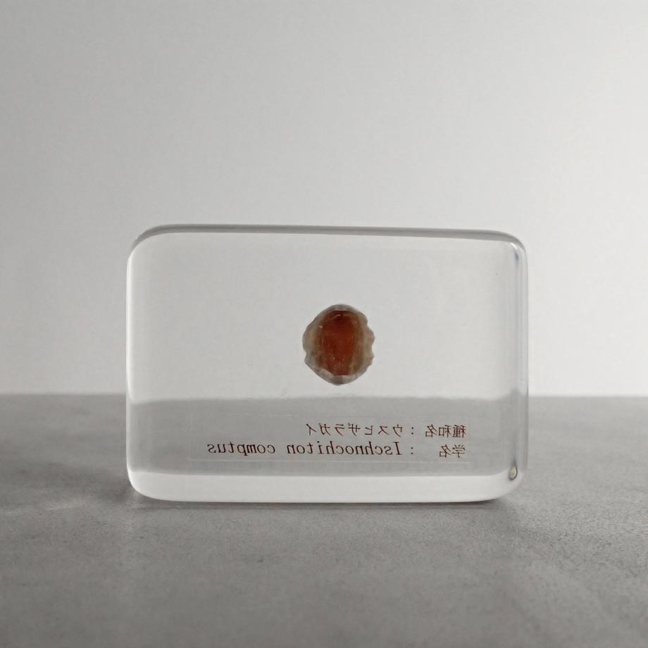 ウスヒザラガイ樹脂封入標本 M (木製標本箱入り) | 2枚目