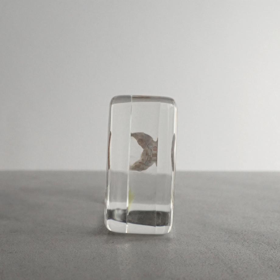 ウスヒザラガイ樹脂封入標本 M (木製標本箱入り) | 3枚目