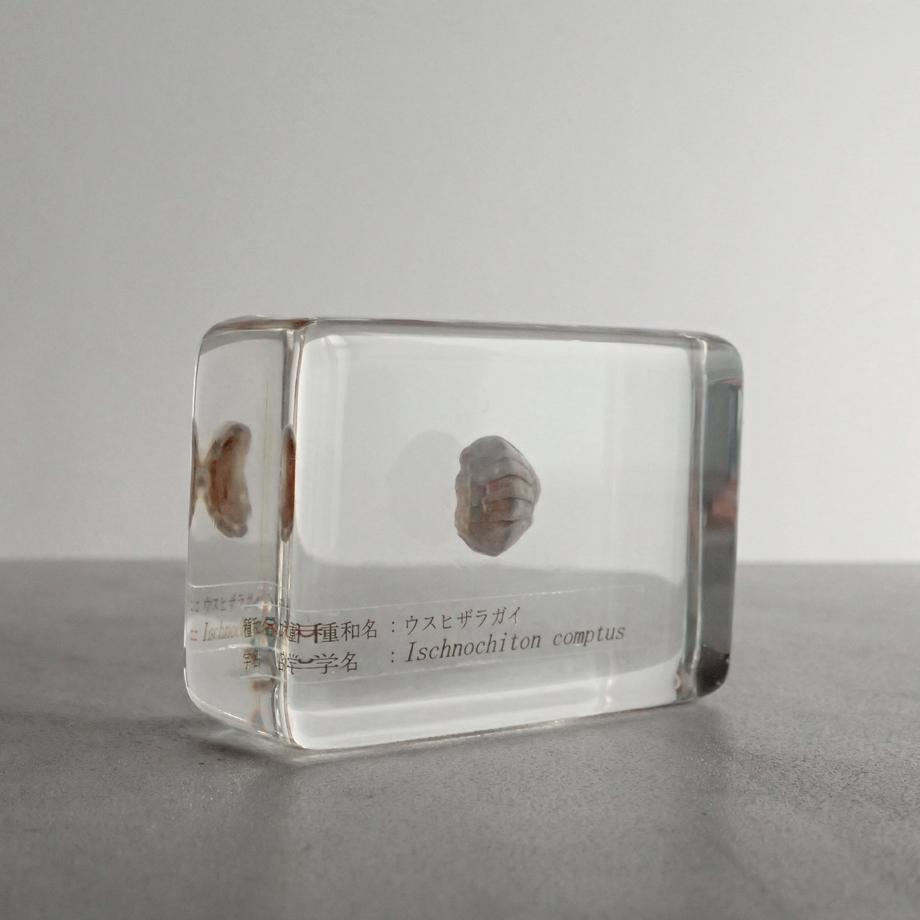 ウスヒザラガイ樹脂封入標本 M (木製標本箱入り) | 4枚目