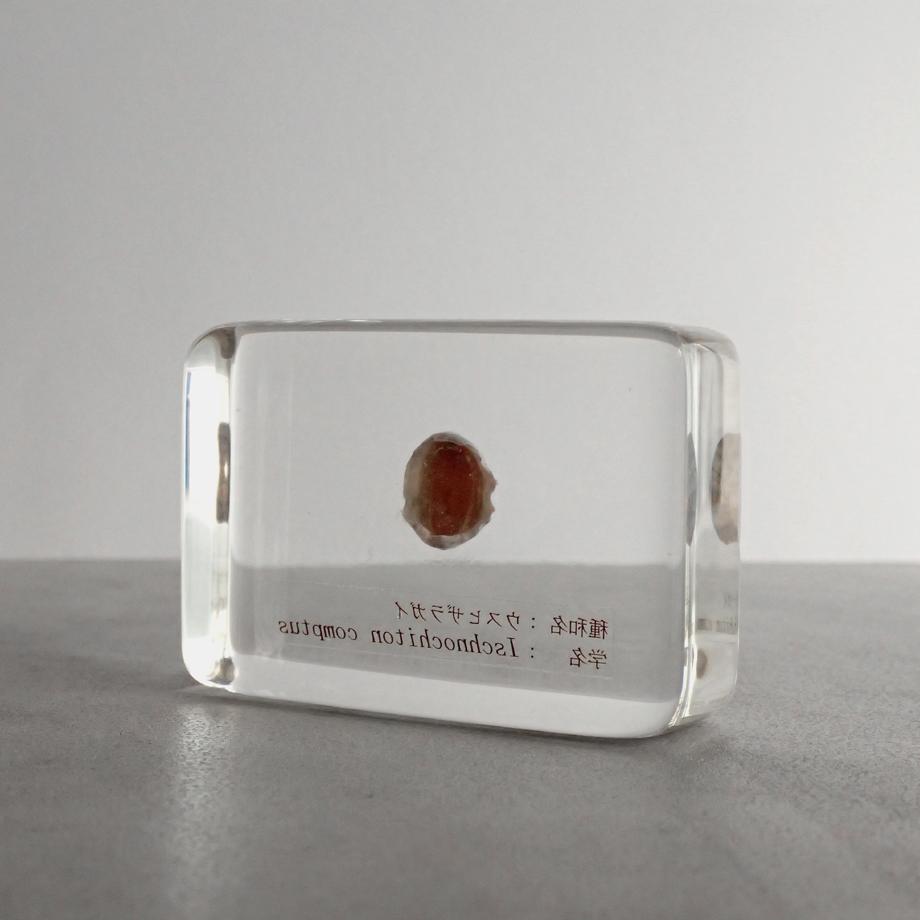 ウスヒザラガイ樹脂封入標本 M (木製標本箱入り) | 5枚目