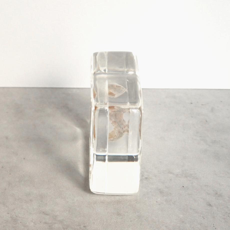 ウスヒザラガイ樹脂封入標本 M (木製標本箱入り) | 6枚目