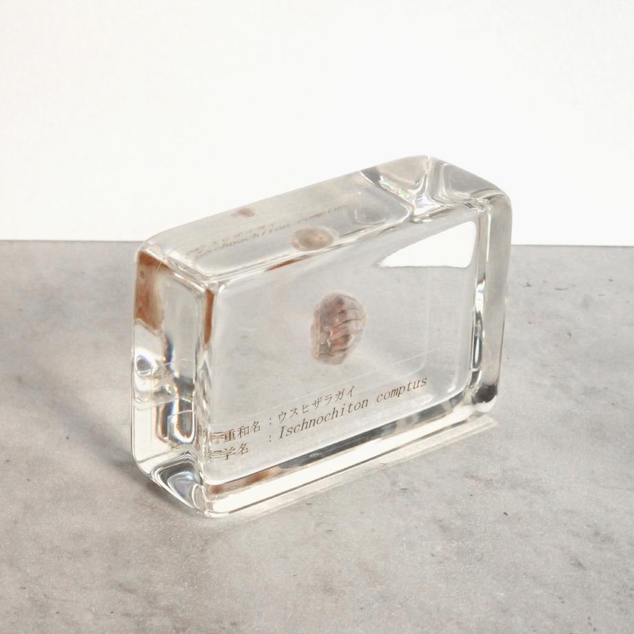 ウスヒザラガイ樹脂封入標本 M (木製標本箱入り) | 7枚目