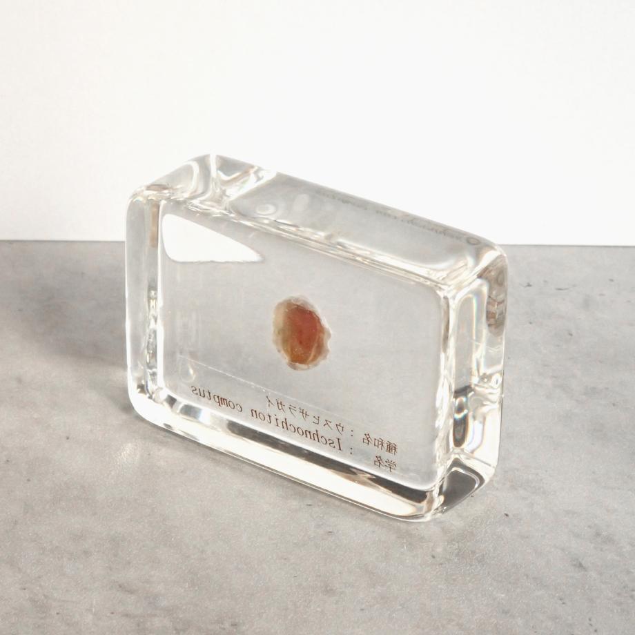 ウスヒザラガイ樹脂封入標本 M (木製標本箱入り) | 8枚目