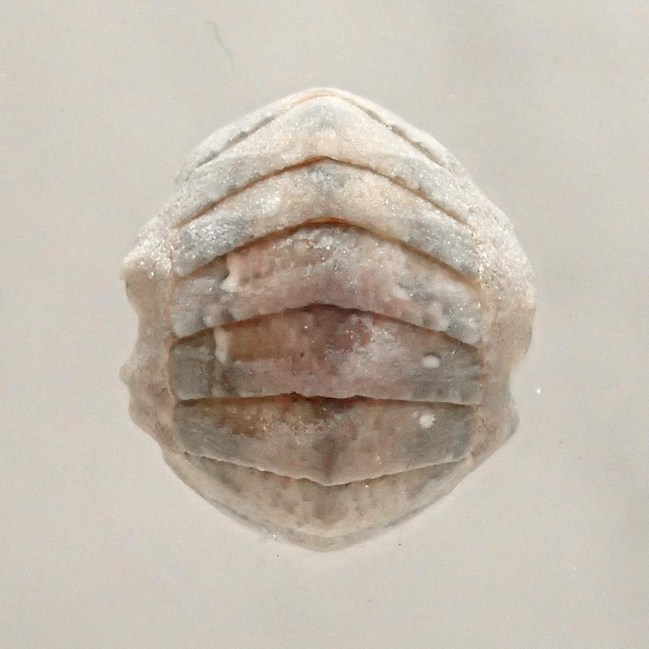 ウスヒザラガイ樹脂封入標本 M (木製標本箱入り) | 9枚目