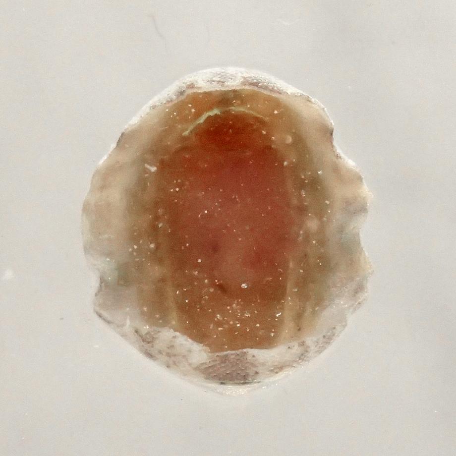 ウスヒザラガイ樹脂封入標本 M (木製標本箱入り) | 10枚目