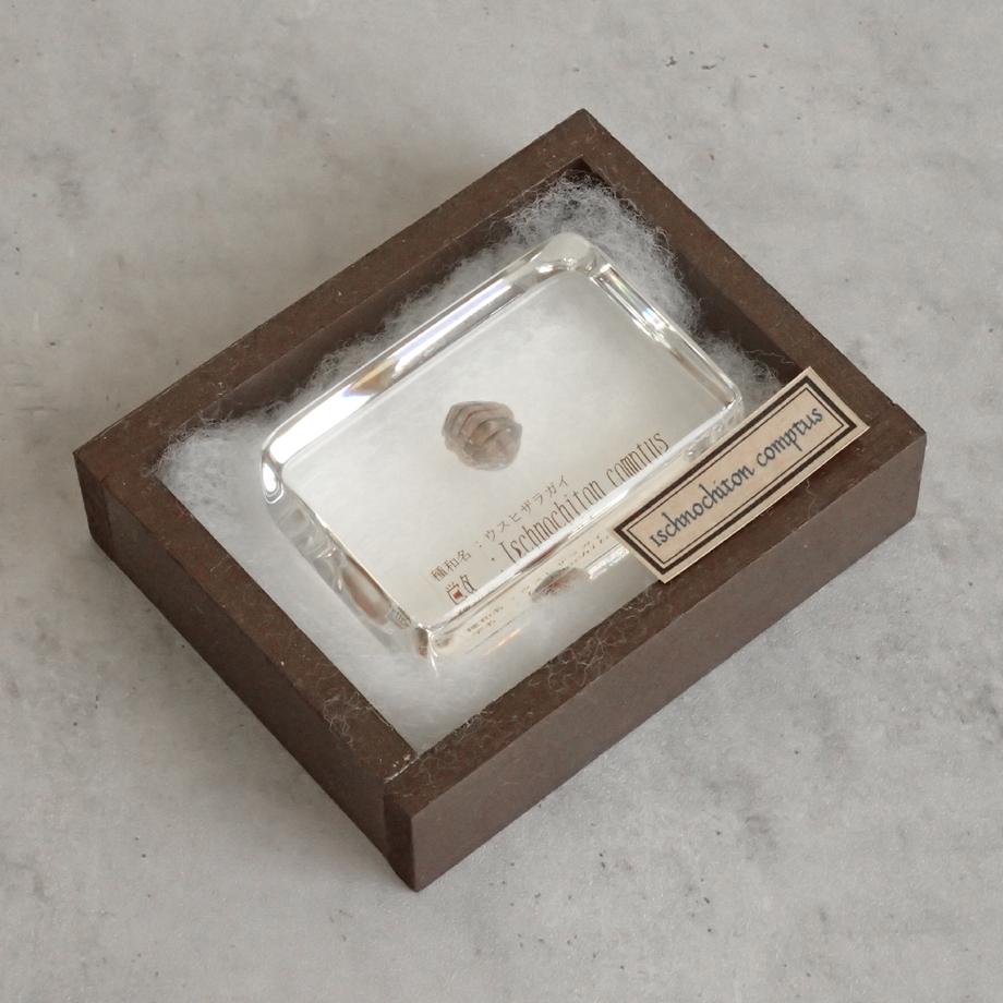 ウスヒザラガイ樹脂封入標本 M (木製標本箱入り) | 11枚目