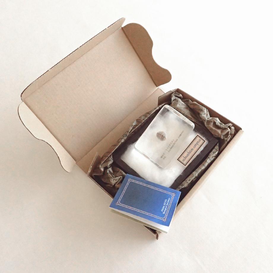 ウスヒザラガイ樹脂封入標本 M (木製標本箱入り) | 12枚目