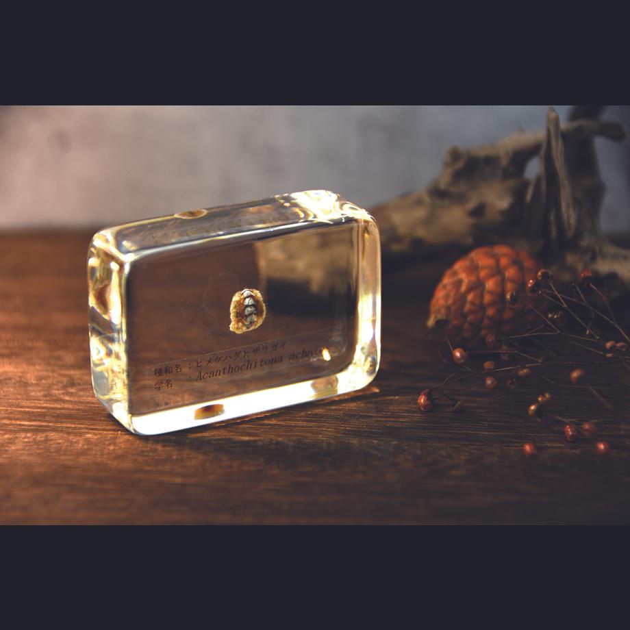 ヒメケハダヒザラガイ樹脂封入標本 M (木製標本箱入り) | 14枚目