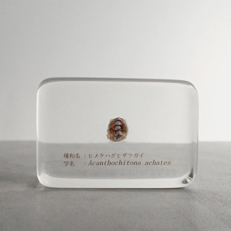 ヒメケハダヒザラガイ樹脂封入標本 M (木製標本箱入り)1枚目の画像