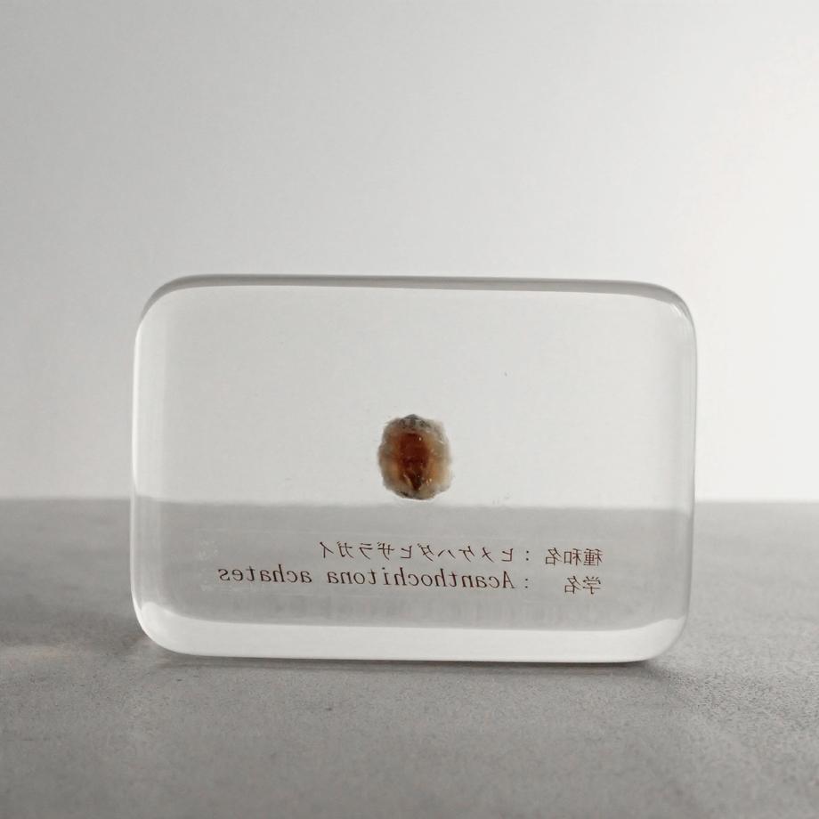 ヒメケハダヒザラガイ樹脂封入標本 M (木製標本箱入り) | 2枚目