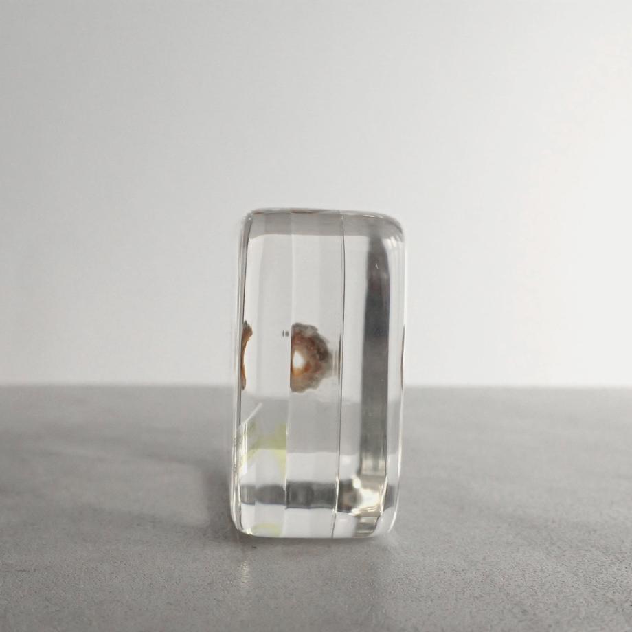 ヒメケハダヒザラガイ樹脂封入標本 M (木製標本箱入り) | 3枚目