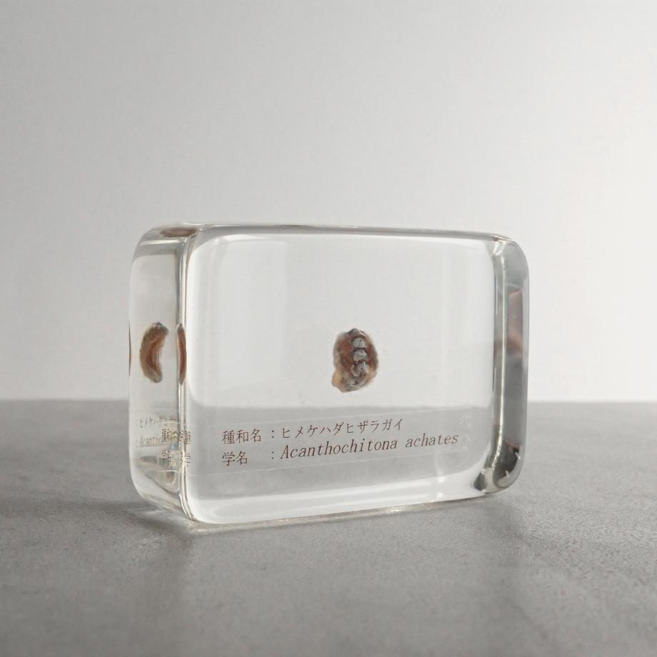 ヒメケハダヒザラガイ樹脂封入標本 M (木製標本箱入り) | 4枚目