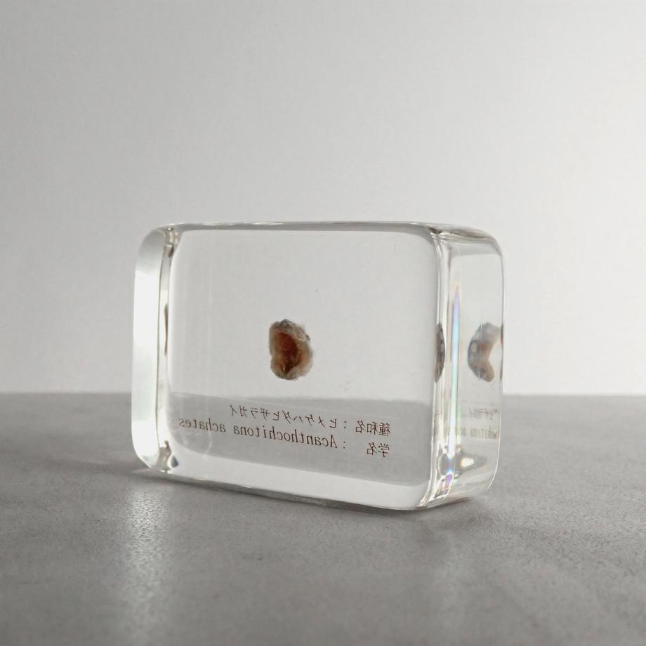 ヒメケハダヒザラガイ樹脂封入標本 M (木製標本箱入り) | 5枚目