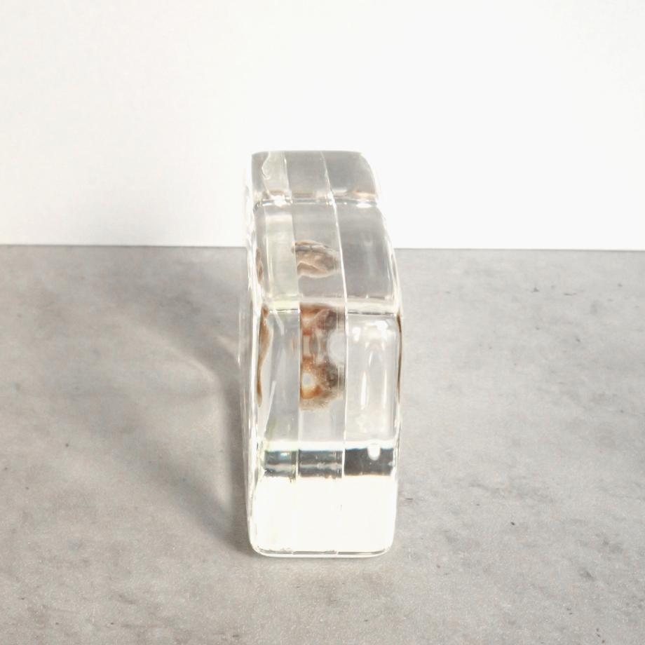 ヒメケハダヒザラガイ樹脂封入標本 M (木製標本箱入り) | 6枚目