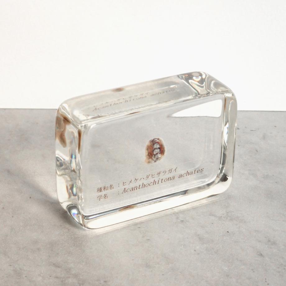 ヒメケハダヒザラガイ樹脂封入標本 M (木製標本箱入り) | 7枚目