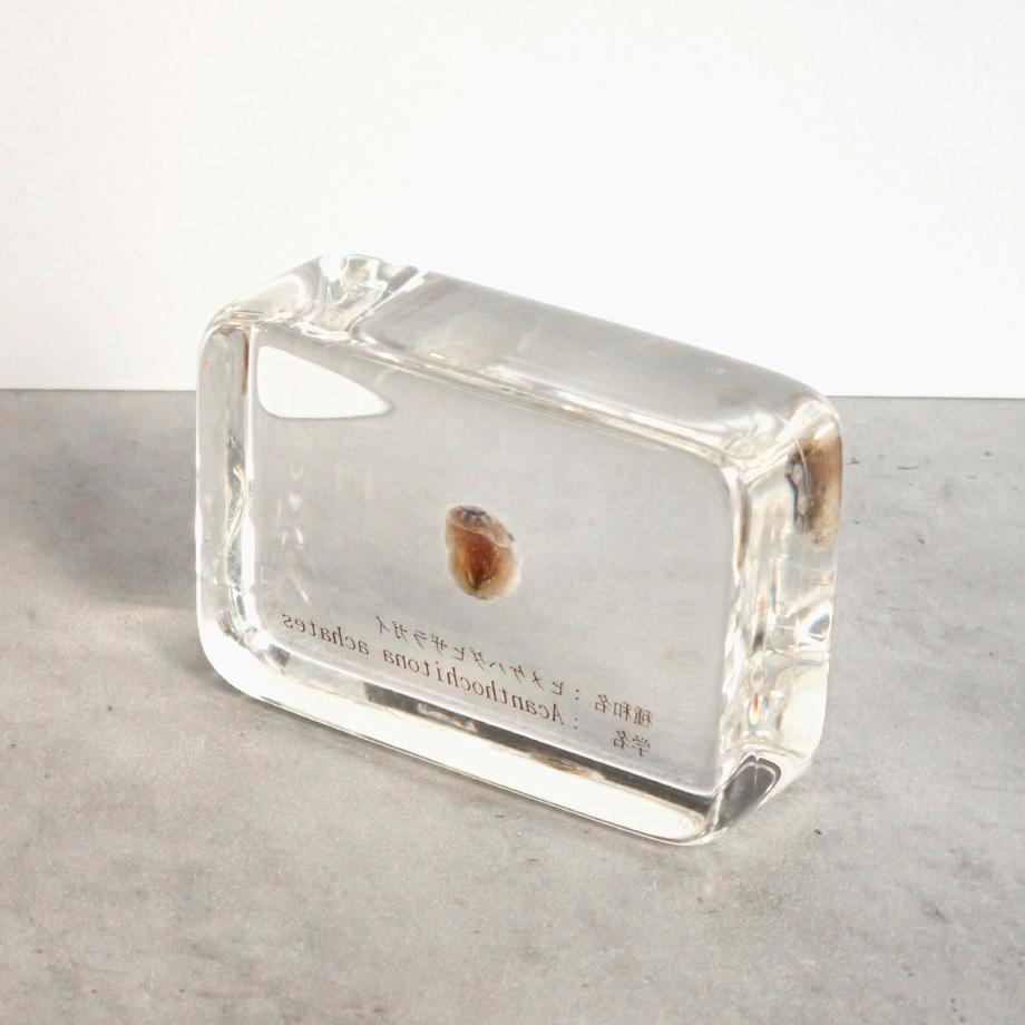 ヒメケハダヒザラガイ樹脂封入標本 M (木製標本箱入り) | 8枚目